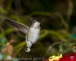 december hummingbird a-2.jpg