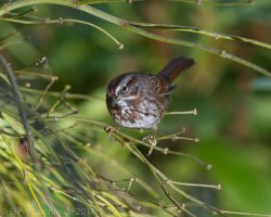 sparrow in maple-0012.jpg