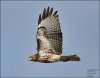 Red-tailed-16.jpg