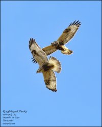 Rough-legged-Hawk-15.jpg