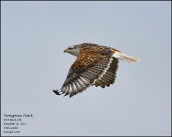 Ferruginous-Hawk-4.jpg