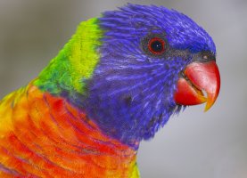 rainbow-lorikeet.jpg