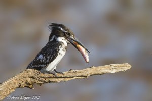 Bontvisvanger Pilanesberg NR AWK-2.jpg