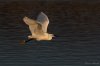 Egret Flight.jpg
