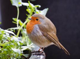 Robin_Crop2U4A2200-DxO_Robin1.jpg
