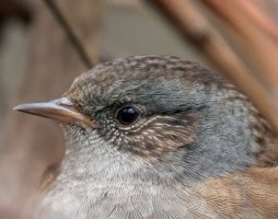 Dunnock_915A0488-Portrait.jpg