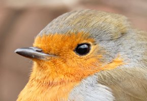 Robin915A0466-Portrait.jpg