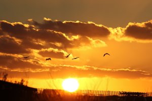 Huntington Beach.jpg