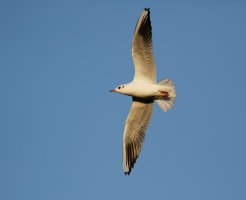 GullFlying100-400f5.65DIII.jpg