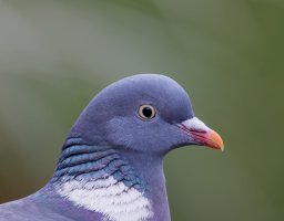 PigeonPortrait.jpg