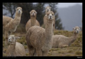 alpaca_1.jpg