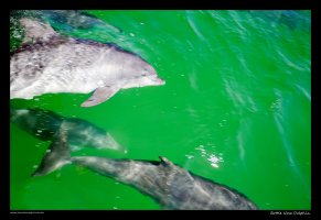Bottlenose-Dolphin1.jpg