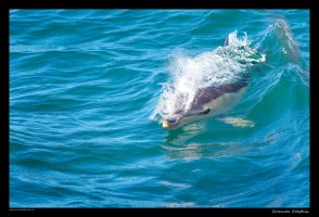 common-dolphin_1.jpg