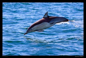 common-dolphin_2.jpg