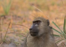 Baboon.jpg