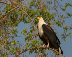 Fish Eagle.jpg