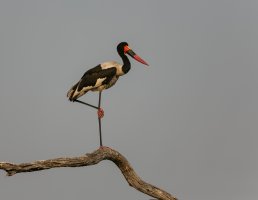 Saddle back stork.jpg