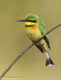 Kleinbyvreter Tugelamond AWK-4744.jpg