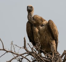 Vulture 1.jpg
