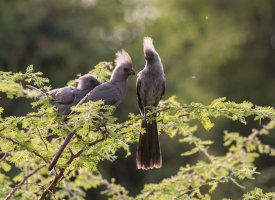 Birds in the light.jpg