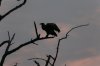 Vulture Silhouette.jpg