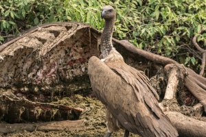 Vulture at carcass.jpg