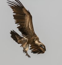 Vuluture landing.jpg