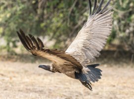 Cruising Vulture.jpg