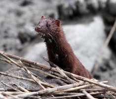 Mink in the Reeds 01.jpg
