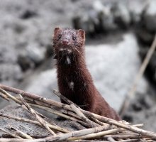 Mink in the Reeds 02.jpg