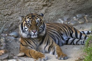 SumatranTiger_LAZoo_010215.jpg