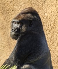 WesternLowlandGorilla_LAZoo_010215.jpg