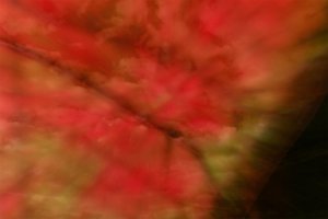 _MG_6035_DxO copy copy.jpg