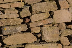 Wall 800mm (1 of 1).jpg