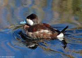 _N4B0287 copy copy.jpg