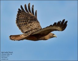 Red-tailed-Hawk-3.jpg