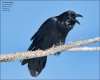 Common-Raven-4.jpg