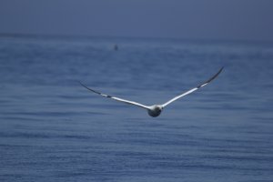 Gannet In Flight.jpg