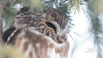 r1080 Jan 9 2015 dated signed_MGL0110.jpg