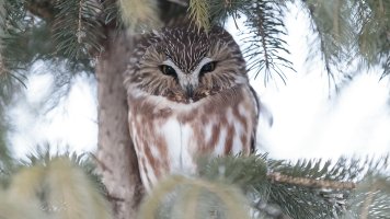 r1080 Jan 9 2015 dated signed_MGL0174.jpg