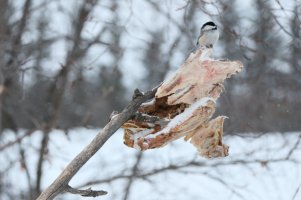 Turkey vulture_23915.JPG