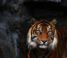 Tigerchen berlin.jpg