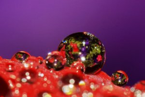 Natures Jewels - Raindrops on Pansy Petals.jpg