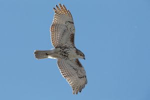 Juvenile Red Tail.jpg