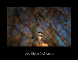 black capped chickadee painted pm.jpg