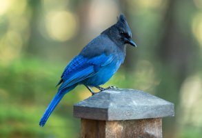 Steller's Jay 2231.jpg