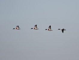 ShelducksFlyingCrop.jpg