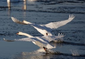 SwansFlyingCrop.jpg