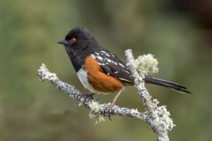 Towhee 5836.jpg
