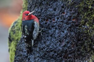 Red-breasted Sapsucker 1377.jpg